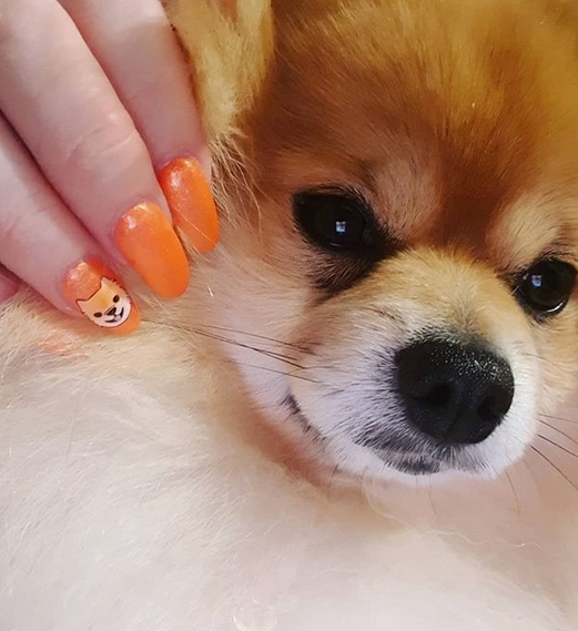 14 Nail Art Ideas For Pomeranian Lovers PetPress