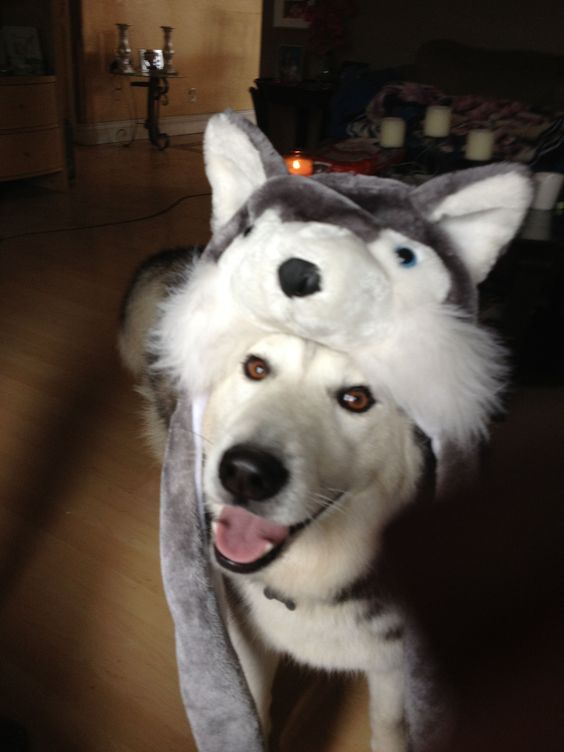 14 Awesome Halloween Costume Ideas For Your Husky Page 3 of 4 PetPress