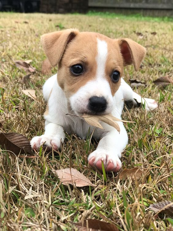 14 Jack Russell Terrier Photos You Will Love Page 2 of 4 PetPress