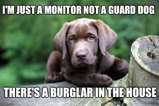 funny labrador pictures