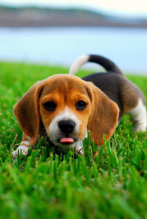 14 Funny Beagle Pictures That Will Cheer You Up | PetPress