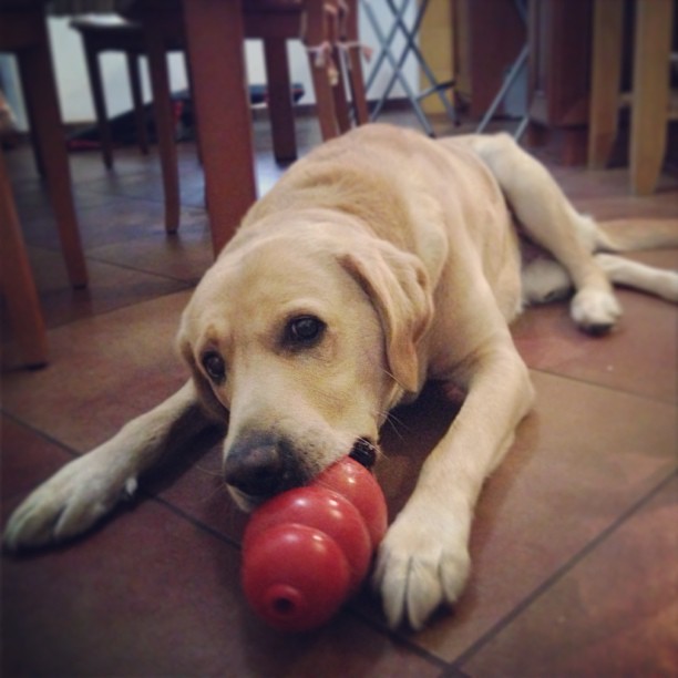 14 Ways How To Make Your Labrador Happy Page 2 of 3 PetPress