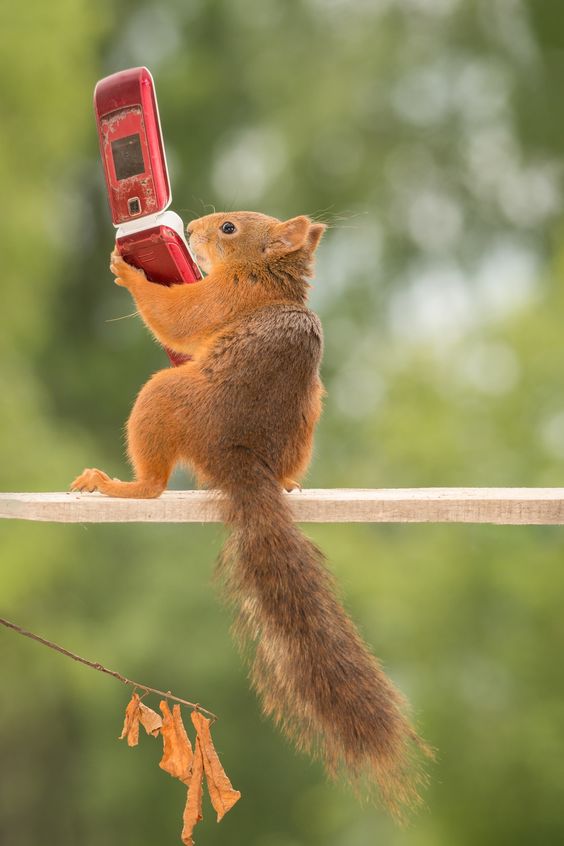 15 Things That Squirrels Love To Do PetPress