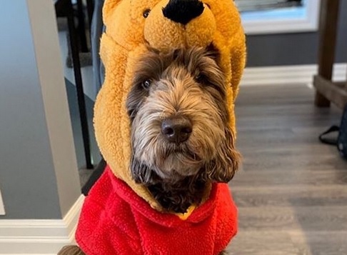Labradoodle Halloween Costume 2022 14 Funny Labradoodle Halloween Costumes 2019 Petpress