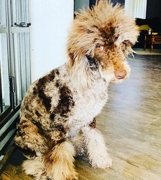 14 Goldendoodle Halloween Costumes 2019 Page 2 of 3 PetPress