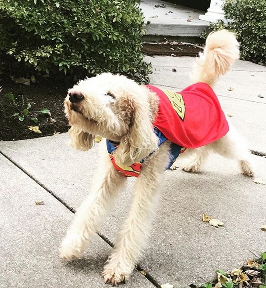 14 Funny Labradoodle Halloween Costumes 2019 Page 2 of 3 PetPress