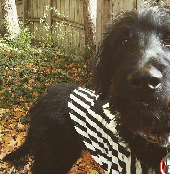 14 Funny Labradoodle Halloween Costumes 2019 Page 2 of 3 PetPress