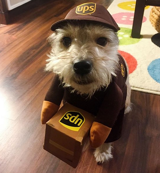 14 Schnauzer Costumes For Halloween 2019 PetPress