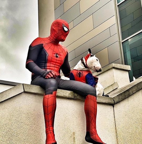 bull terrier costumes