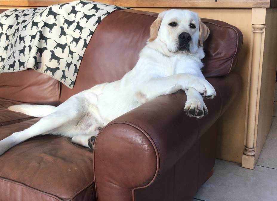 14 Things Only Labrador Owners Understand Page 3 of 3 PetPress