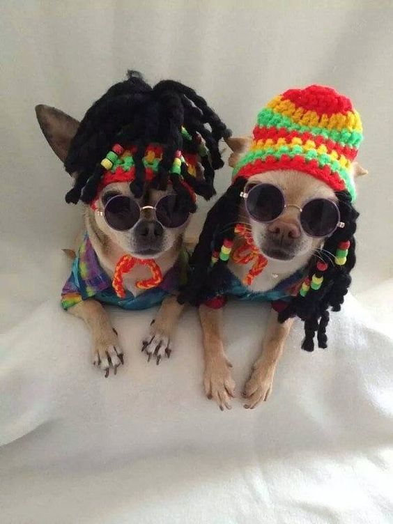 14 Chihuahua Costumes That Will Definitely Make You Laugh Page 3 of 3
