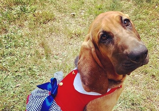 Bloodhound Halloween Costume 2022 14 Halloween Costumes For Bloodhounds Petpress