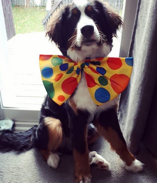14 Funny Bernese Mountain Dog Costumes for Halloween 2019 Page 3 of 3