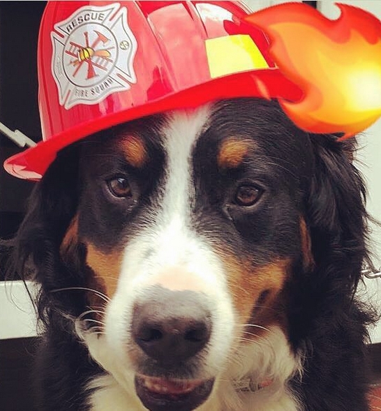 14 Funny Bernese Mountain Dog Costumes for Halloween 2019 PetPress