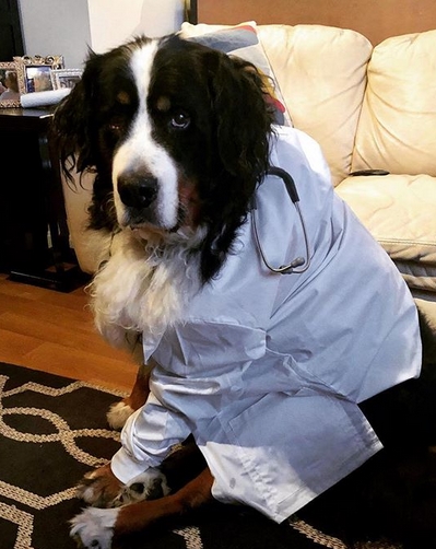 Bernese Mountain Dog Halloween Costume 2022 Bernese Mountain Dog Halloween Deals 57 Off Www Meinfahrradonline Com