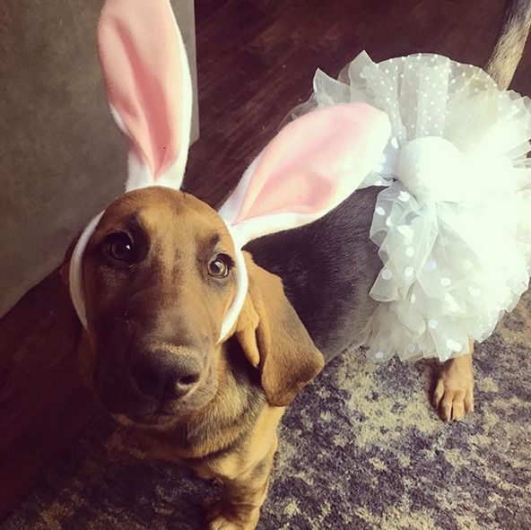 Bloodhound Halloween Costume 2022