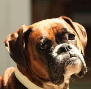 15 Character Traits Of a Boxer Dog | Page 3 of 3 | PetPress