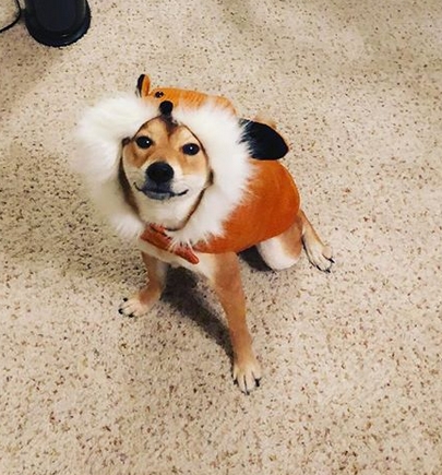 14 Funny Shiba Inu Costumes to Win at Halloween | Page 2 of 3 | PetPress