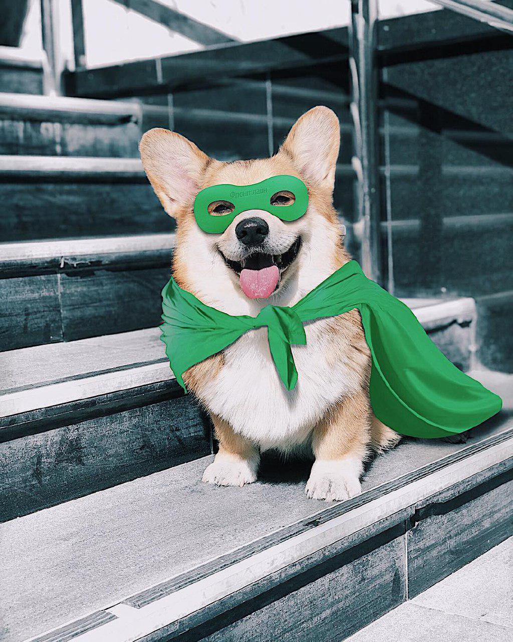 16 Perfect Halloween Costumes For Your Page 3 of 3 PetPress