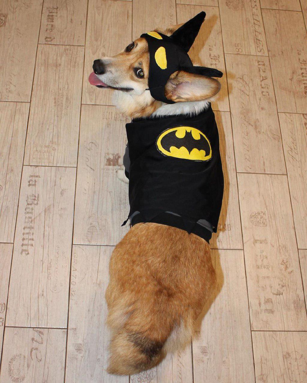 16 Perfect Halloween Costumes For Your PetPress