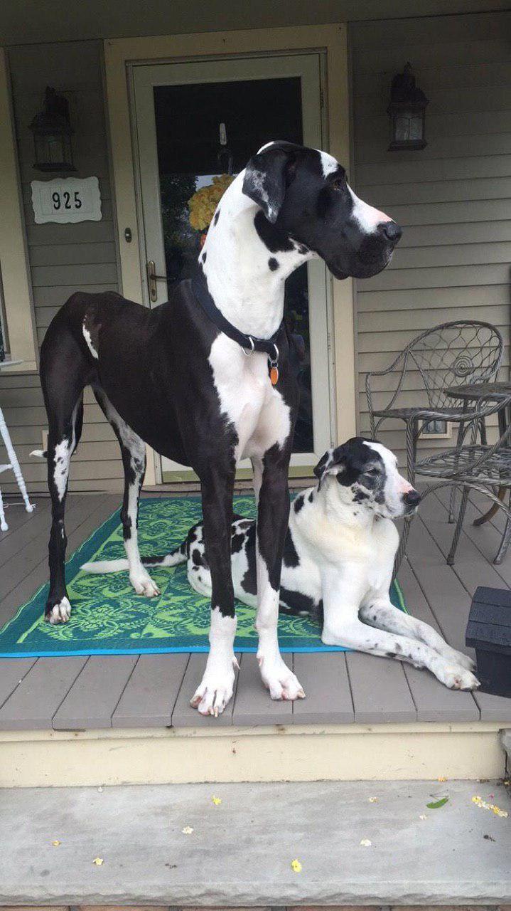 14 Photos of Great Danes to Put a Little Extra Happiness in Your Day