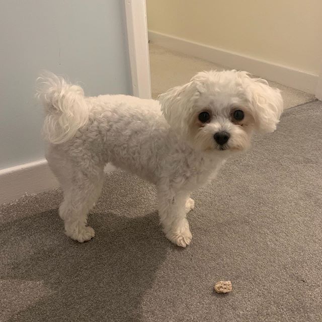 14 Things You Didn’t Know About the Bolognese Dog PetPress