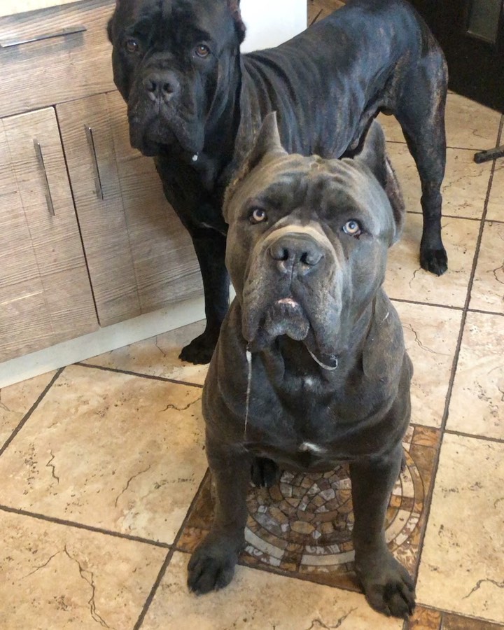 14 Things Only A Cane Corso Owner Would Understand PetPress