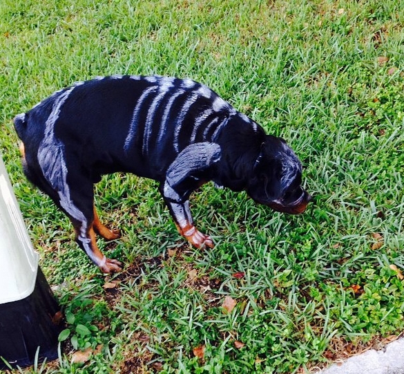 14 Funny Halloween Costumes for Rottweilers Page 3 of 3 PetPress