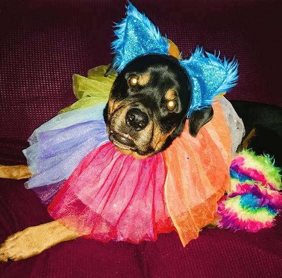 14 Funny Halloween Costumes for Rottweilers PetPress