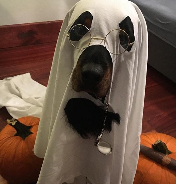 14 Funny Halloween Costumes for Rottweilers PetPress