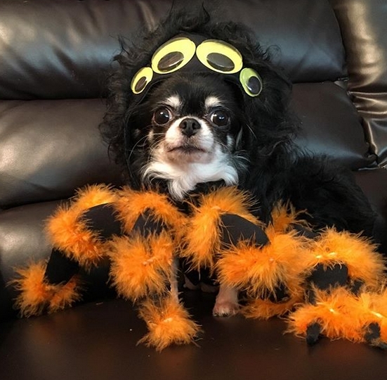 14 Funny Halloween Costumes for Chihuahuas PetPress