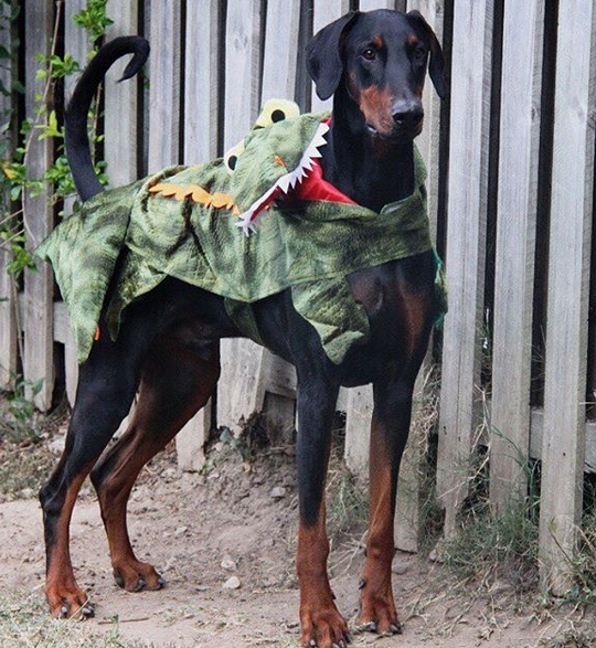 doberman halloween