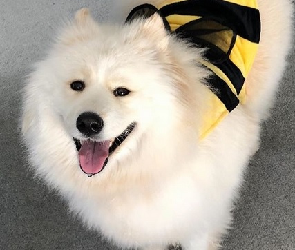 Samoyed Halloween Costume 2022 15 Best Halloween Costumes For Your Samoyed 2019 Petpress