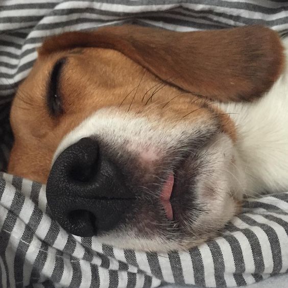 14 Cute Sleeping Beagles That Will Make Your Heart Melt Page 2 of 3