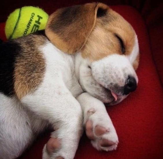 14 Cute Sleeping Beagles That Will Make Your Heart Melt Page 2 of 3