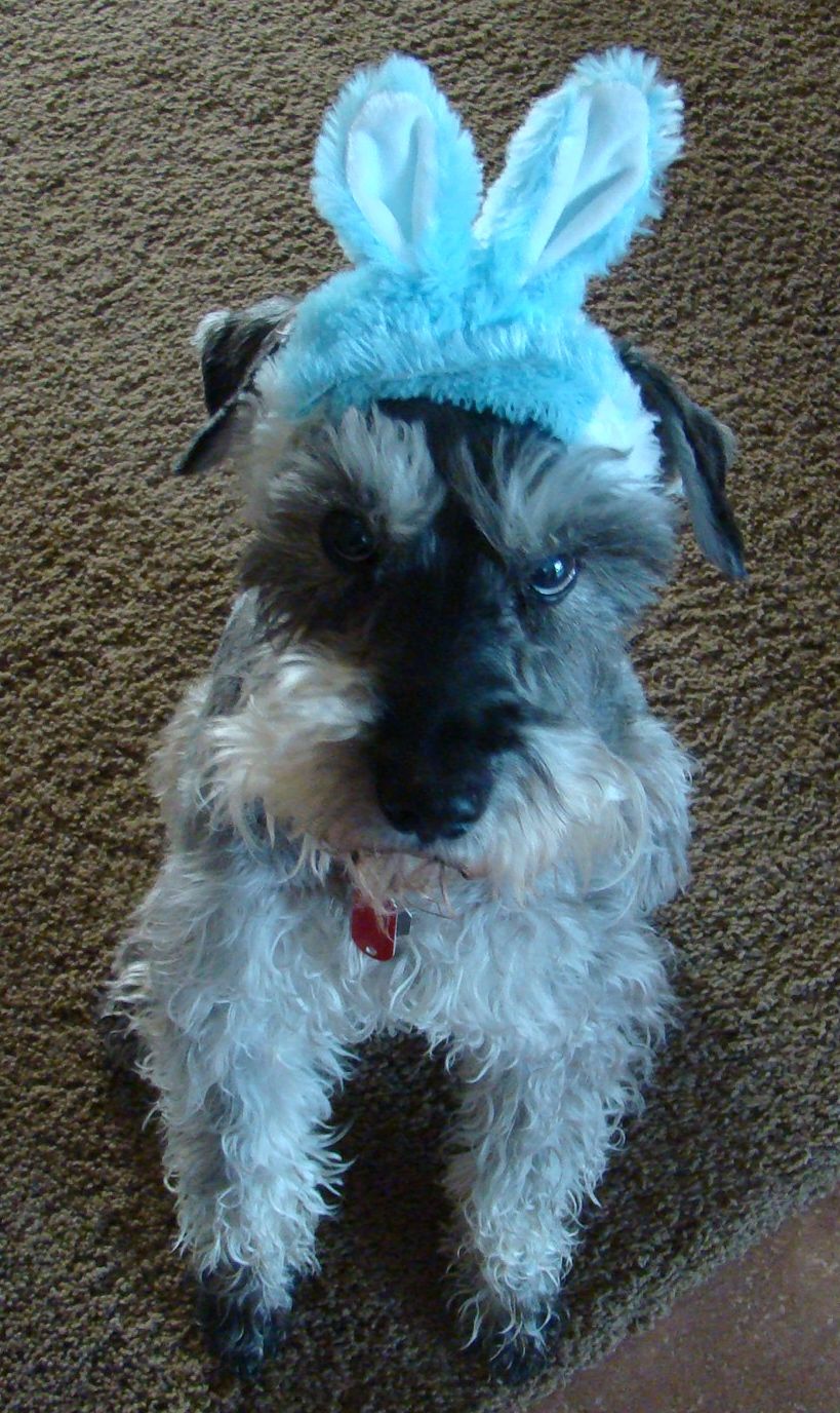 14 Lovely Schnauzer Halloween Costumes Page 2 of 3 PetPress