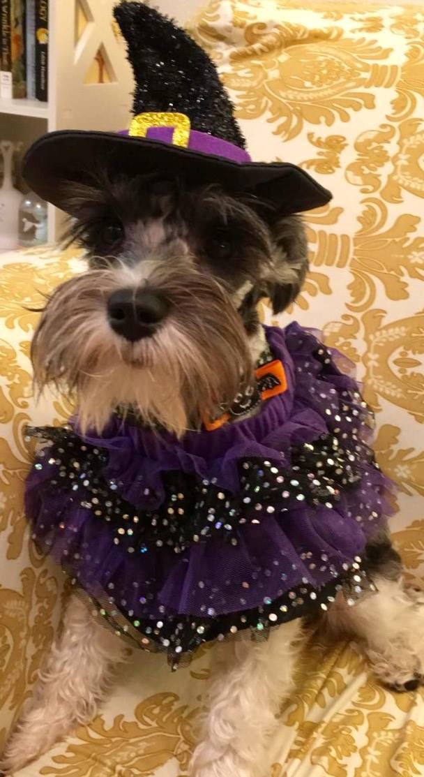 14 Lovely Schnauzer Halloween Costumes Page 2 of 3 PetPress