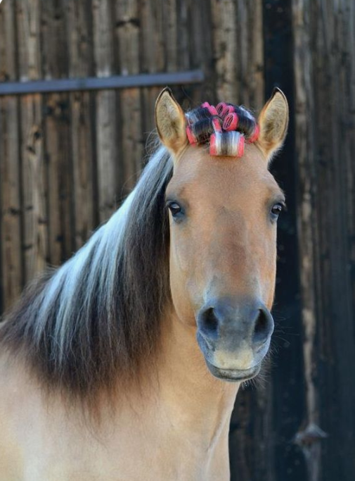 15 Horse Hairstyle Ideas PetPress