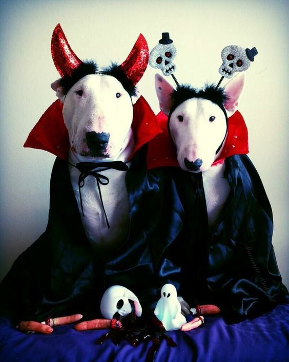 14 Halloween Costumes For Bull Terriers That Will Absolutely Put You In