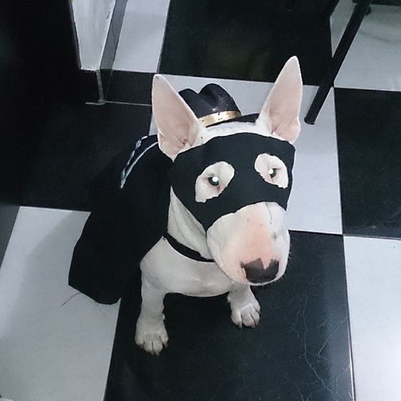 14 Halloween Costumes For Bull Terriers That Will Absolutely Put You In