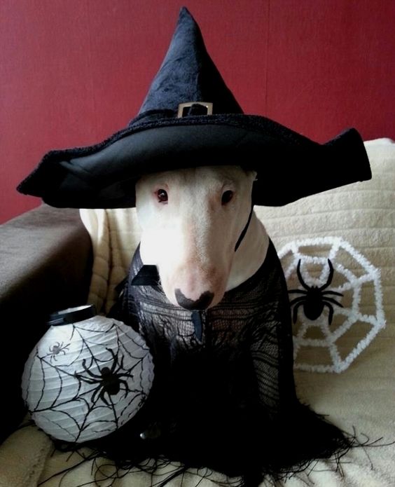 14 Halloween Costumes For Bull Terriers That Will Absolutely Put You In