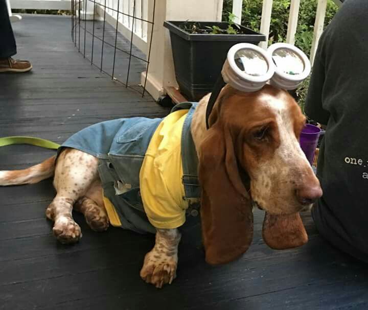 14 Trendy Basset Hound Halloween Costumes Page 2 of 3 PetPress