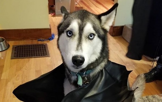 Siberian Husky Halloween Costumes 2022 14 Funny Halloween Costume Ideas For Your Husky Petpress