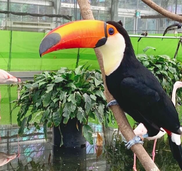 affectionate exotic pets