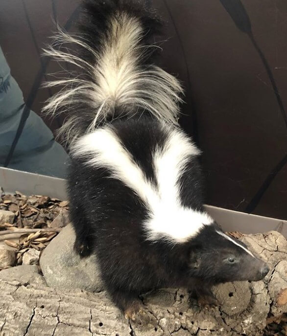 Top 7 Most Cuddly and Affectionate Exotic Pets PetPress