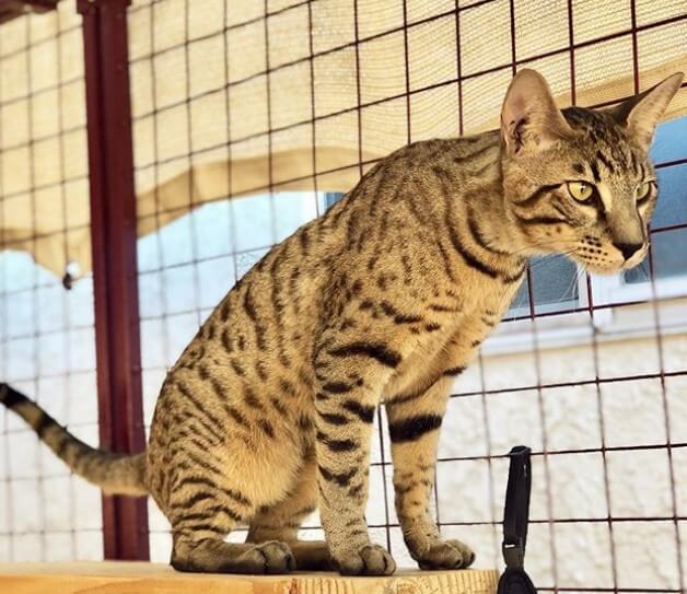 10 Exotic Animals That Are Allowed as Pets in California | PetPress