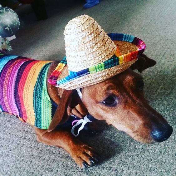 15 Funny Costumes For Dachshunds PetPress