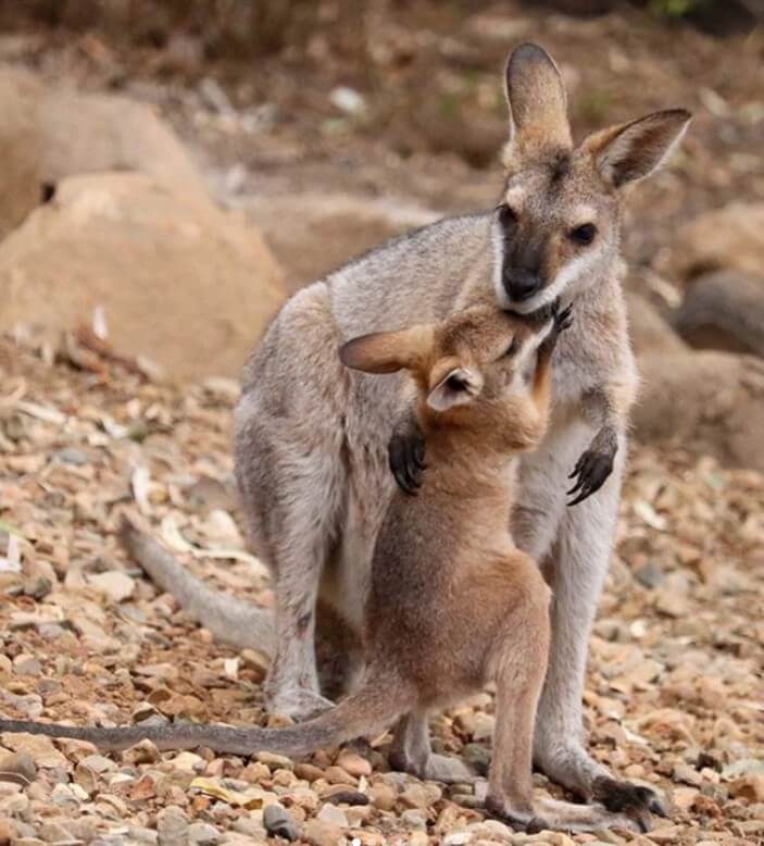 10 Legal Exotic Pets That Are Not Dangerous | PetPress