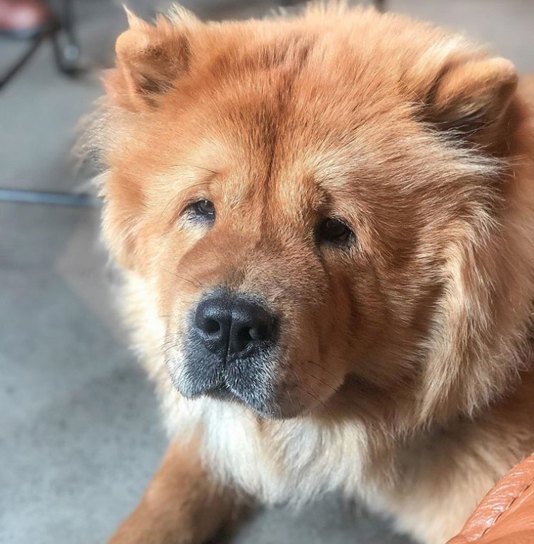 chow chow aggressive