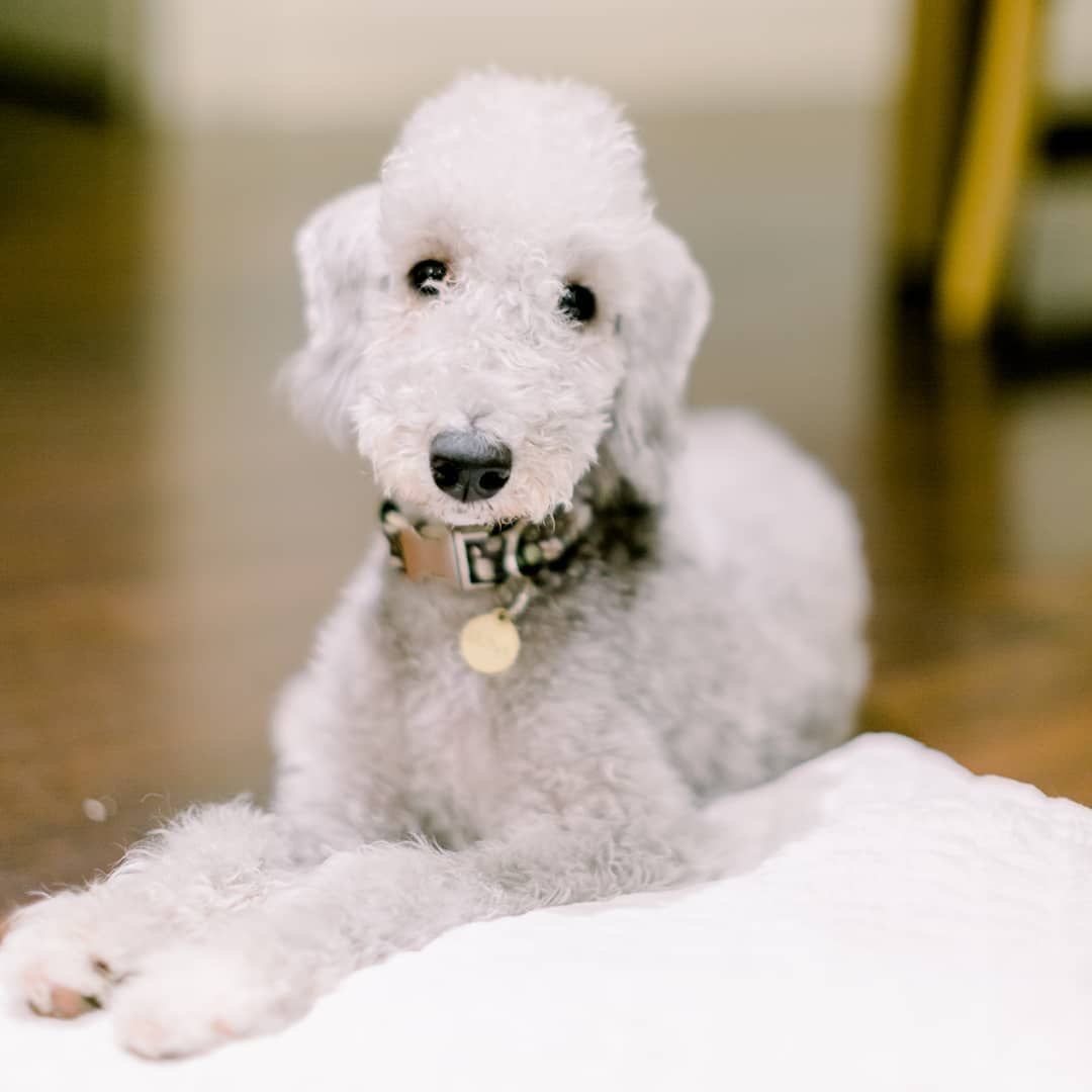 15 Facts About the Most Funniest Dog Breed Bedlington Terrier PetPress